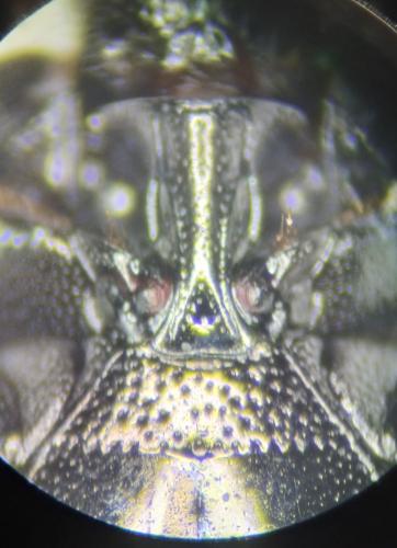 Réf. 352 524 : Saprinus semistriatus